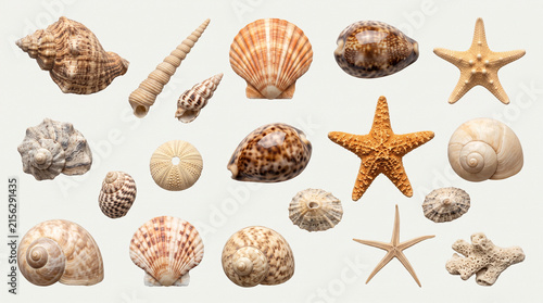 Collection of Seashells and Starfish Isolated on White Background