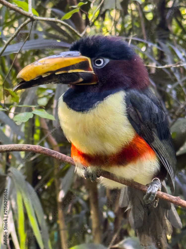 Obraz premium Chestnut-Eared Aracari Facing Camera with Curious Expression