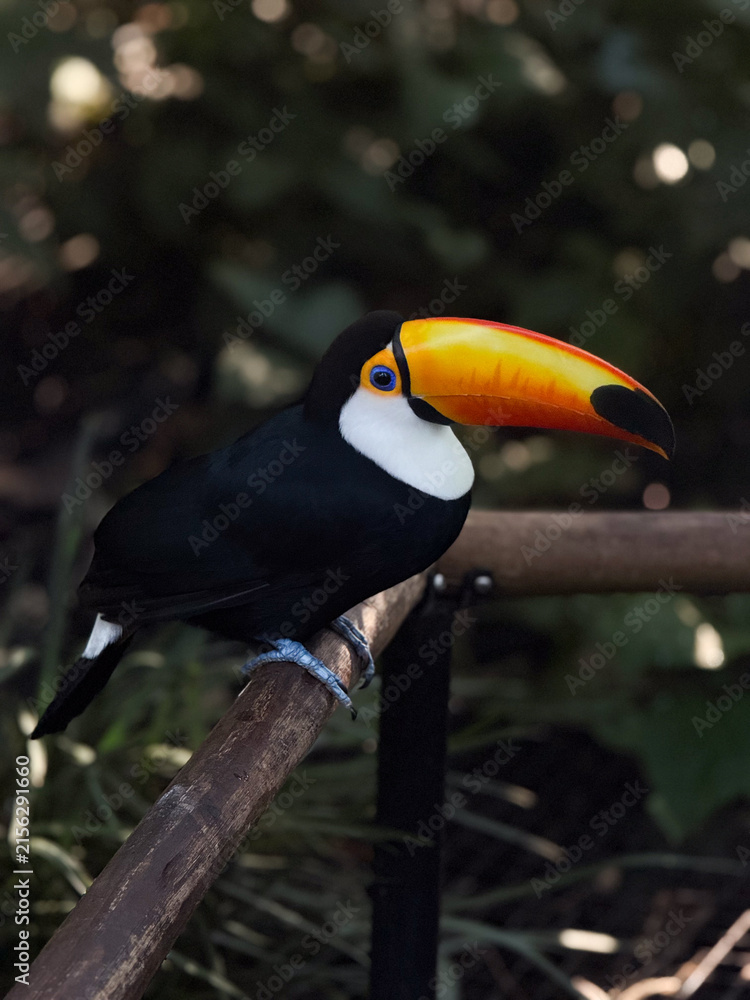 Obraz premium Toco Toucan with Vivid Orange Bill Perched on Branch