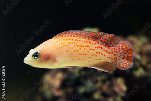 Photography Cherry Dottyback (Pholidochromis cerasina) in black background