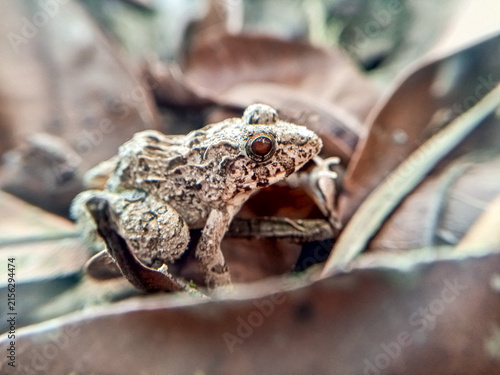Foto A close-up photo of a frog amidst dry leaves, with its eye clearly visible