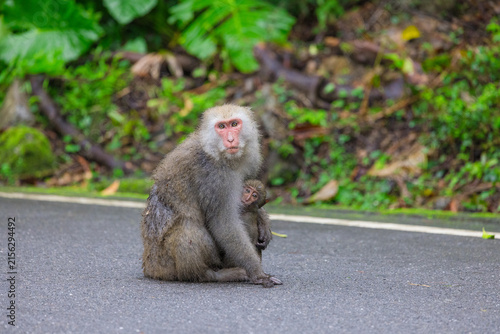 Photography Wild macaque sitting on street in Taiwan
