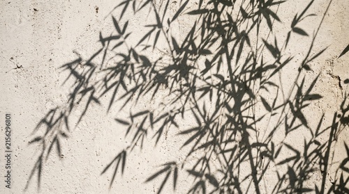 Bamboo leaf shadows cast on minimalist white textured wall in soft natural light