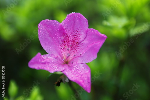 A purple azalea blossom covered with delicate raindrops.