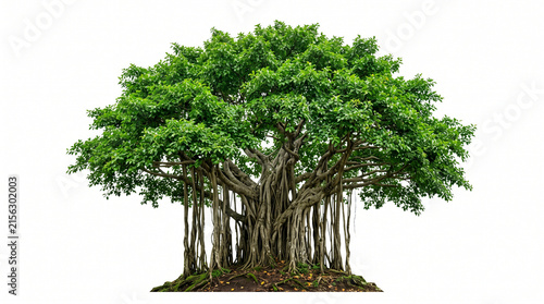 Majestic Green Banyan Tree with Hanging Aerial Roots Isolated on White Background