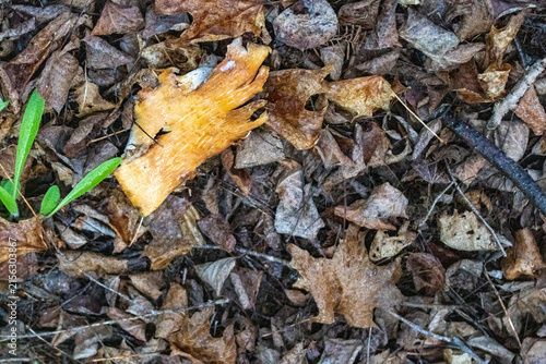 Foto Quebec, Canada, 12 June 2026 : An orange-yellow object lies among dry brown leaves and green shoots on the forest floor