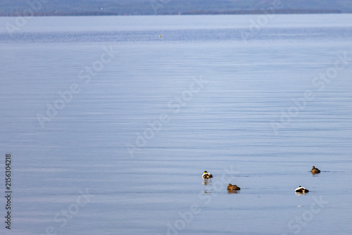 Fotografía Gaspesie, Canada, 31 May 2026 : Four ducks float on the calm surface of a large body of water with a distant shoreline