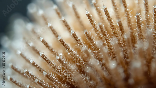 Macro Close-up of Icy Thistle Seed Head with Delicate Frost Crystals and Water Droplets