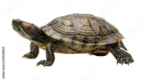 Quadro su tela Red eared slider turtle walking sideways with detailed shell and striped skin ca
