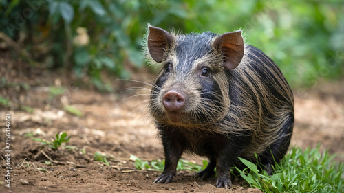 javan warty pig on jungle