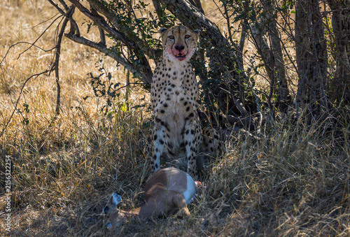 Cheetah feasting on kill in Kruger National Park, South Africa