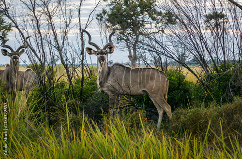 Konstfotografi Kudu in Kruger National Park South Africa