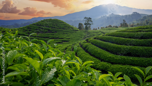 Tea plantation in the morning, part 4