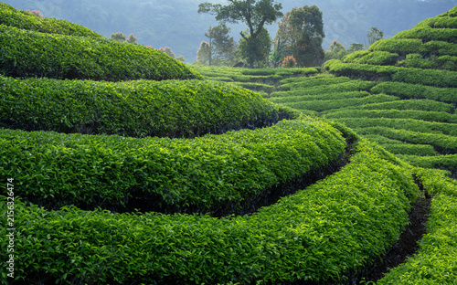 Tea plantation in the morning, part 2
