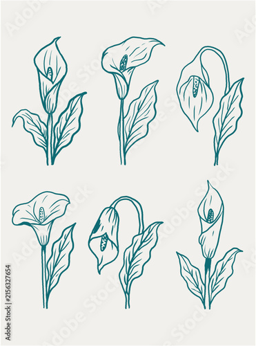 Hand Drawn Calla Lily Botanical Vector Line Art Illustration Set