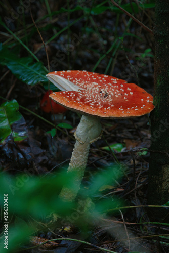 Foto Red Fly Agaric Mushroom on Forest Floor
