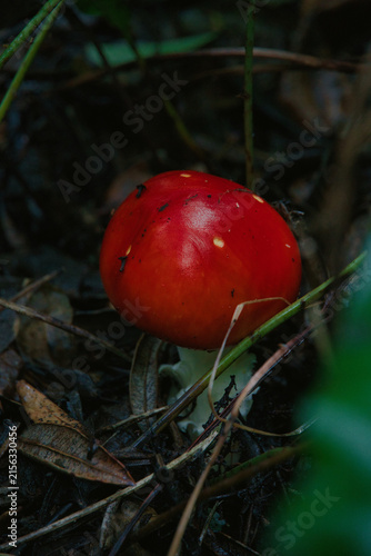 Foto Fly Agaric Mushroom on Dark Forest Floor
