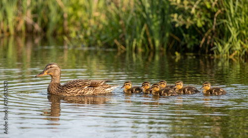 Female Mallard Duck Swimming with Her Ducklings in a Pond