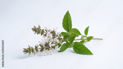 Basil flower on white background