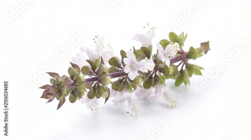 Basil flower on white background