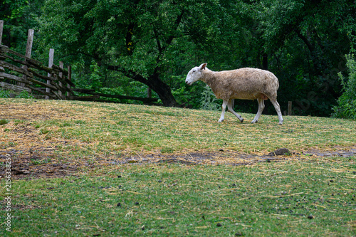 A lone sheep walking through a grassy farm field