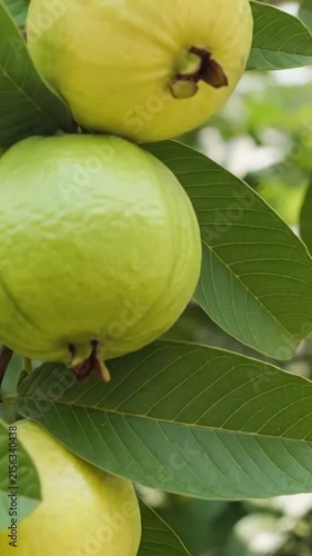 Fresh organic guava fruits growing on a lush green tree branch