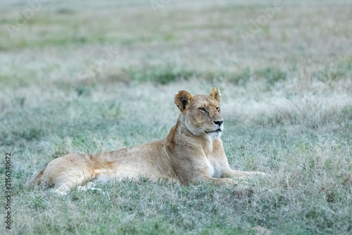 Obraz na plátně A lioness resting alert in dewy grass at dawn