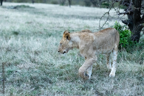 Foto A young lion walking with head lowered through grassland at dusk
