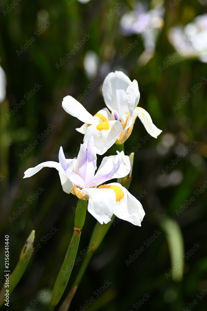 Fototapeta premium white orchid flower