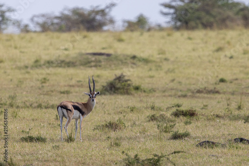 Canvastavla Thomson's gazelle standing on the open plains