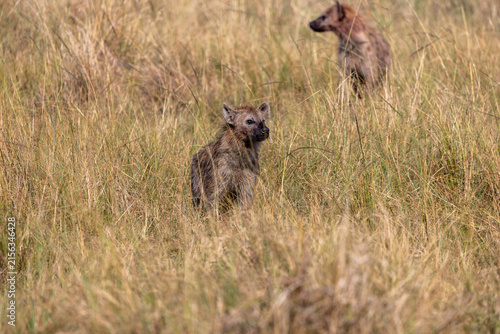 Photography A spotted hyena sitting in tall golden grass with another hyena behind