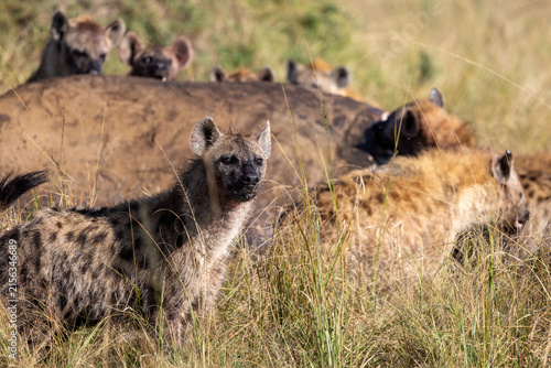 Obraz na płótnie A spotted hyena looks up while its clan feeds on a carcass