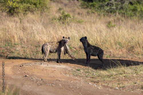 Canvas Print Two spotted hyenas on a dirt track with one carrying prey remains