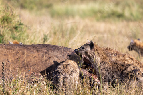 Fotografía Spotted hyenas feeding together on a kill