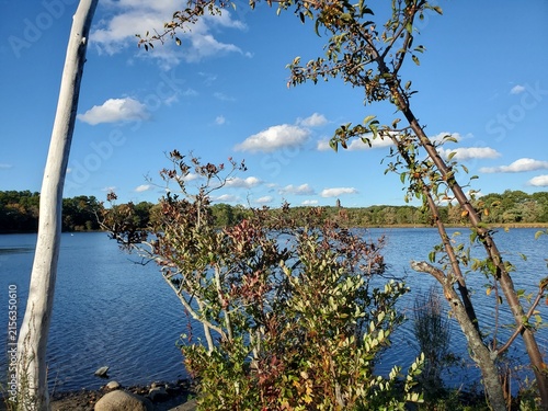 Summer Scene with Trees at a Lake in Northeast United States