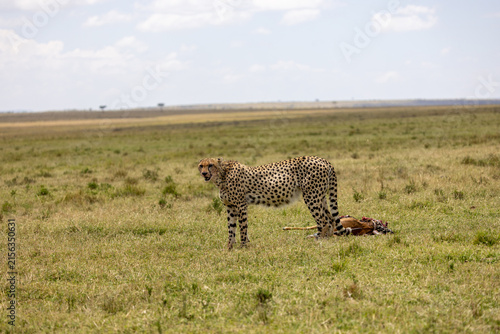 Obraz na płótnie Cheetah standing beside a gazelle carcass on the vast savanna in Kenya