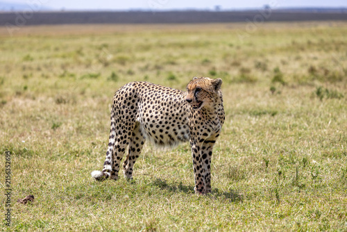 Fotografía Cheetah standing on the savanna and glancing back over its shoulder
