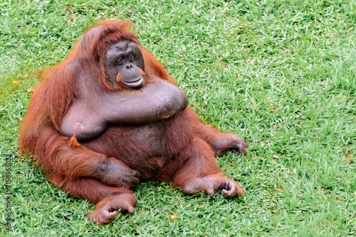 Fotografie Orangutan sitting in green grass