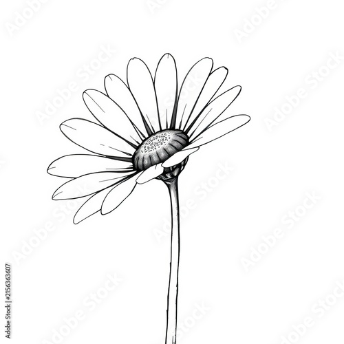 Black and white daisy flower line drawing on white background