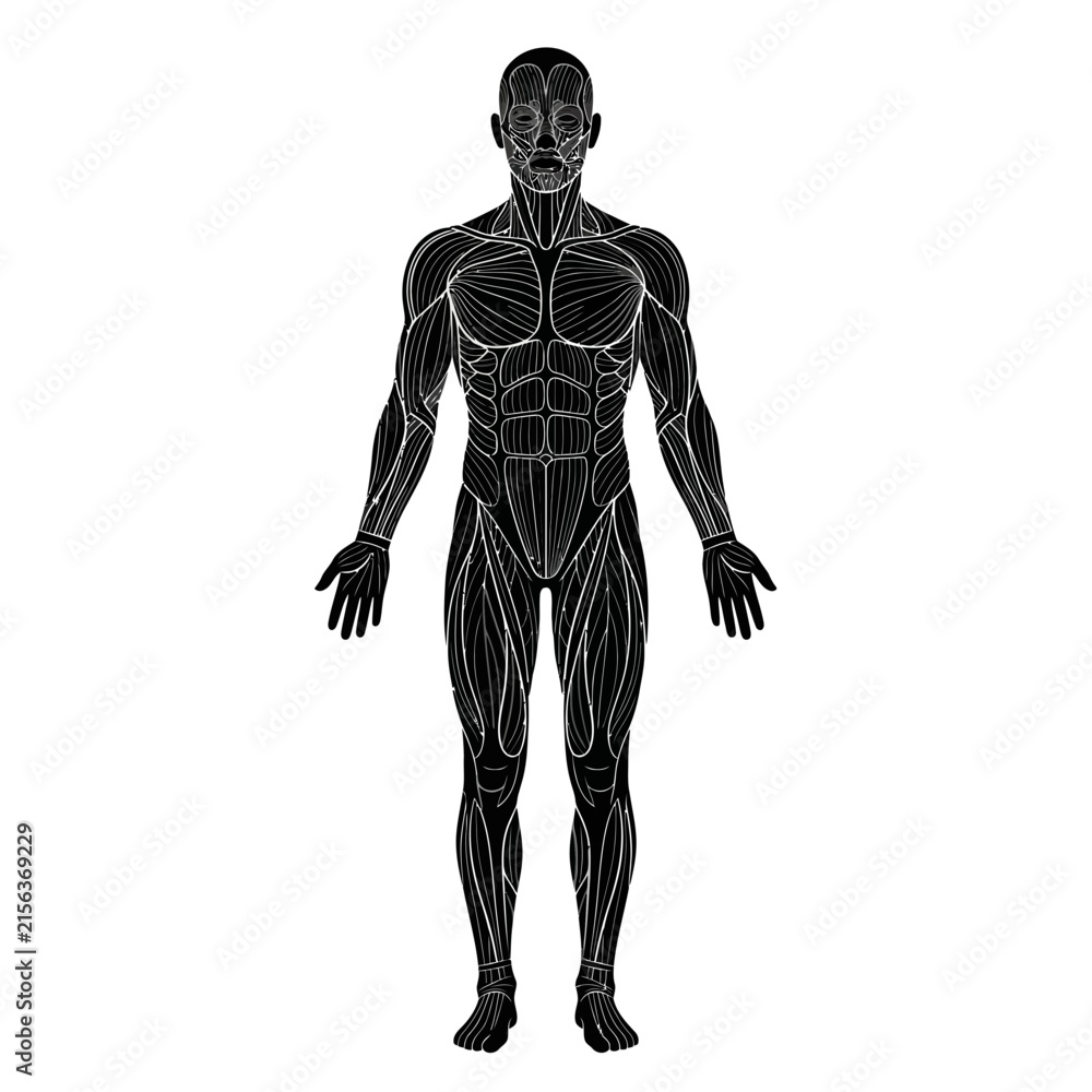Fototapeta premium Full human body anatomical silhouette front facing standing naturally with arms slightly away from the torso and legs straight