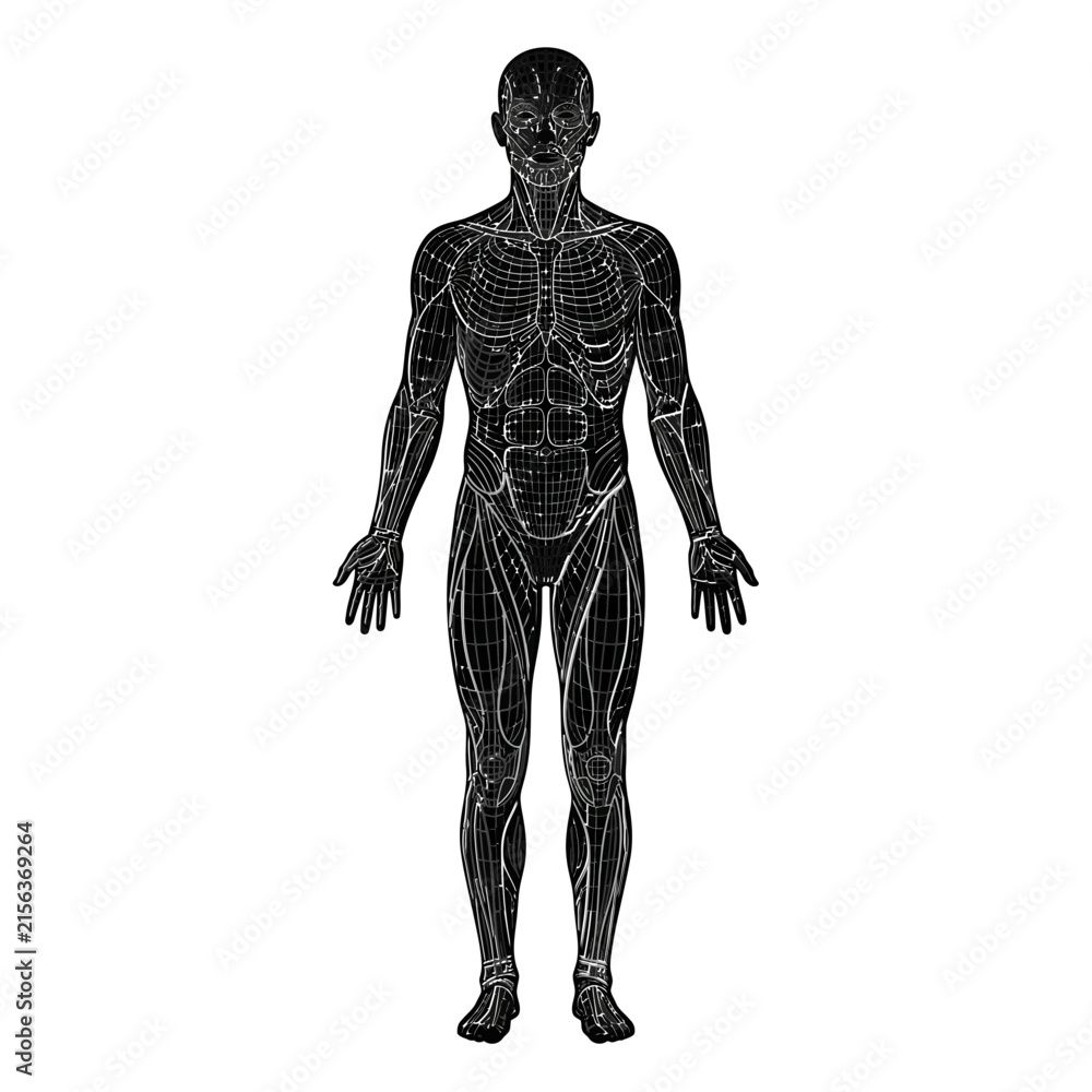 Fototapeta premium Human Body Silhouette with Anatomical Skeleton, Muscles, Spine and Heart Medical Illustration for Biology, Health and Science Research