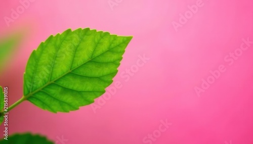 Single lush green leaf against bright pink Summer backdrop , plant, vacation