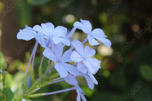Konstfotografi Delicate blue flowers bloom softly against blurred greenery