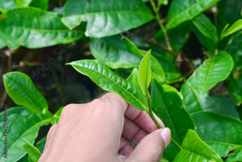 Scenic tea plantation in Wonosobo, Central Java, Indonesia, featuring lush green tea plants (Camellia sinensis) growing on highland slopes