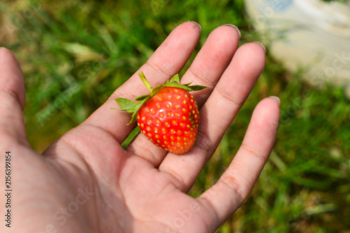 Fresh Strawberries Growing on the Plant in Strawberry Farm