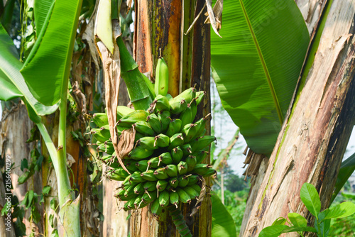 Healthy banana plant (Musa × paradisiaca) growing in a tropical garden with broad green leaves