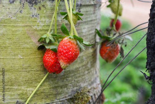 Fresh Strawberries Growing on the Plant in Strawberry Farm