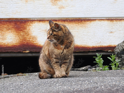 ガレージの前で佇む猫