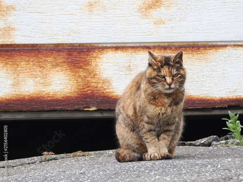 ガレージの前で佇む猫