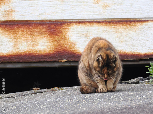 ガレージの前で佇む猫
